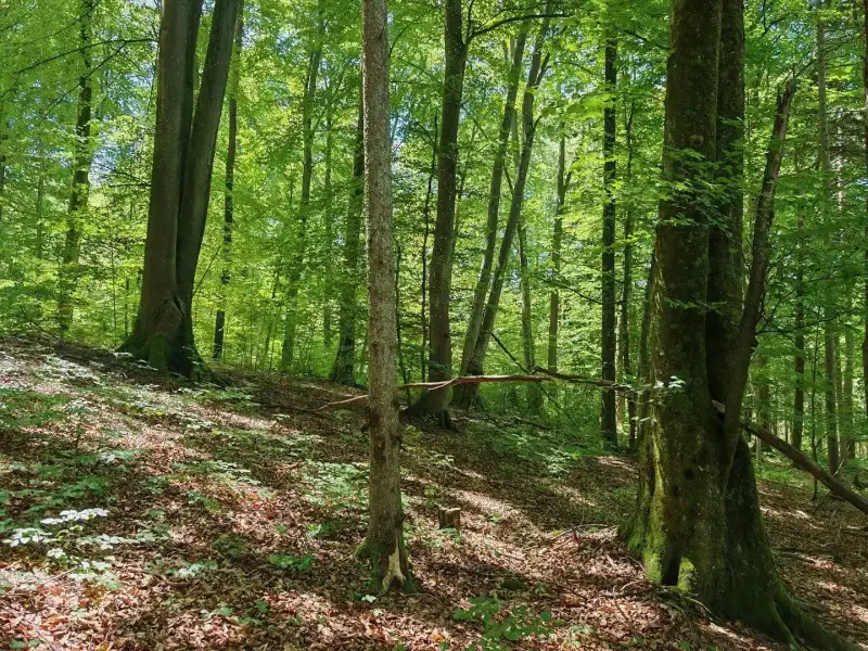 Eladó Mezőgazdasági terület – Felsőszölnök, Külterület