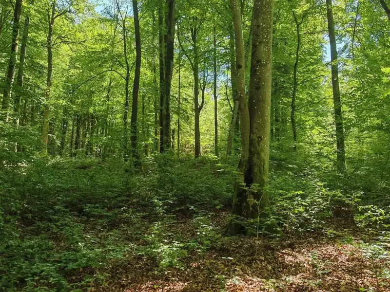 Eladó Mezőgazdasági terület – Felsőszölnök, Külterület
