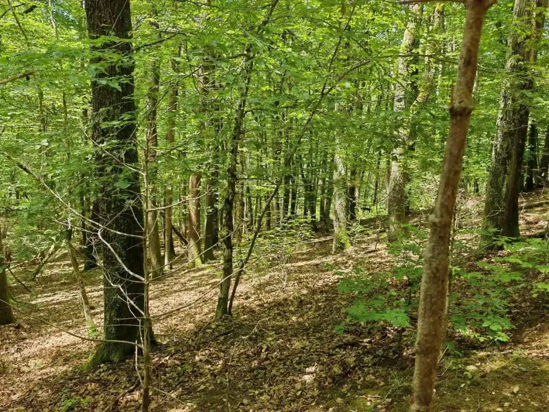 Eladó Mezőgazdasági terület – Felsőszölnök, Külterület