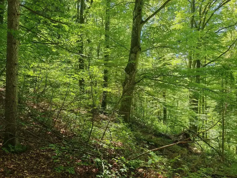 Eladó Mezőgazdasági terület – Felsőszölnök, Külterület