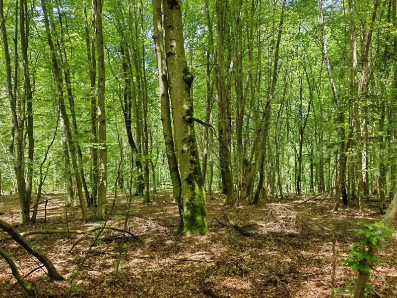 Eladó Mezőgazdasági terület – Felsőszölnök, Külterület
